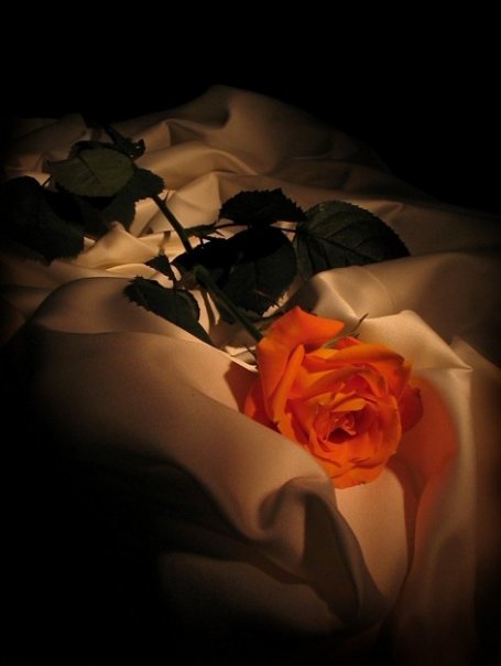 Rosa romantica in omaggio